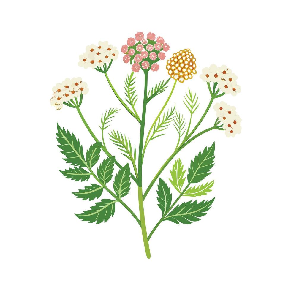 Realistic Beautiful Herbs Illustration vector