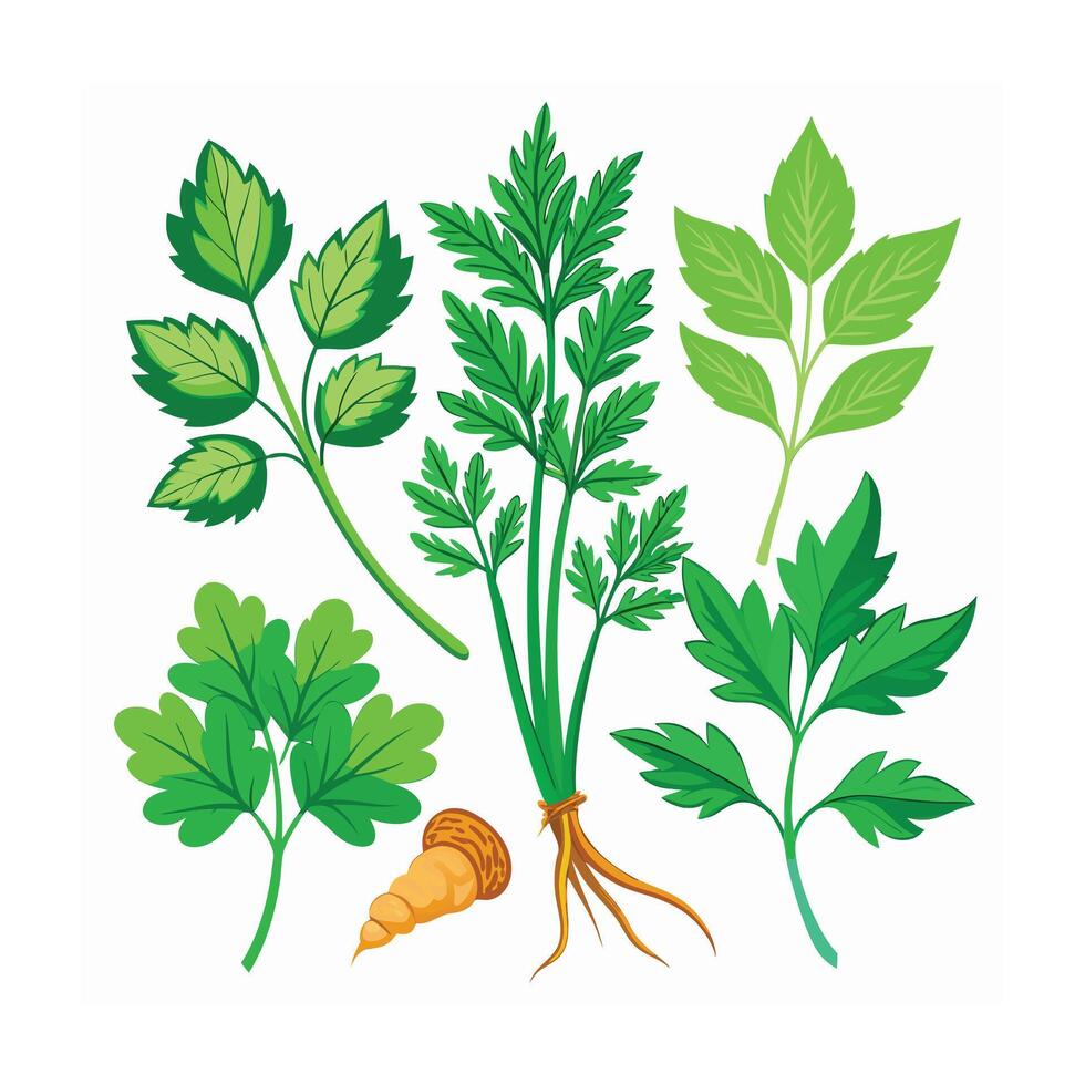 Realistic Beautiful Herbs Illustration vector