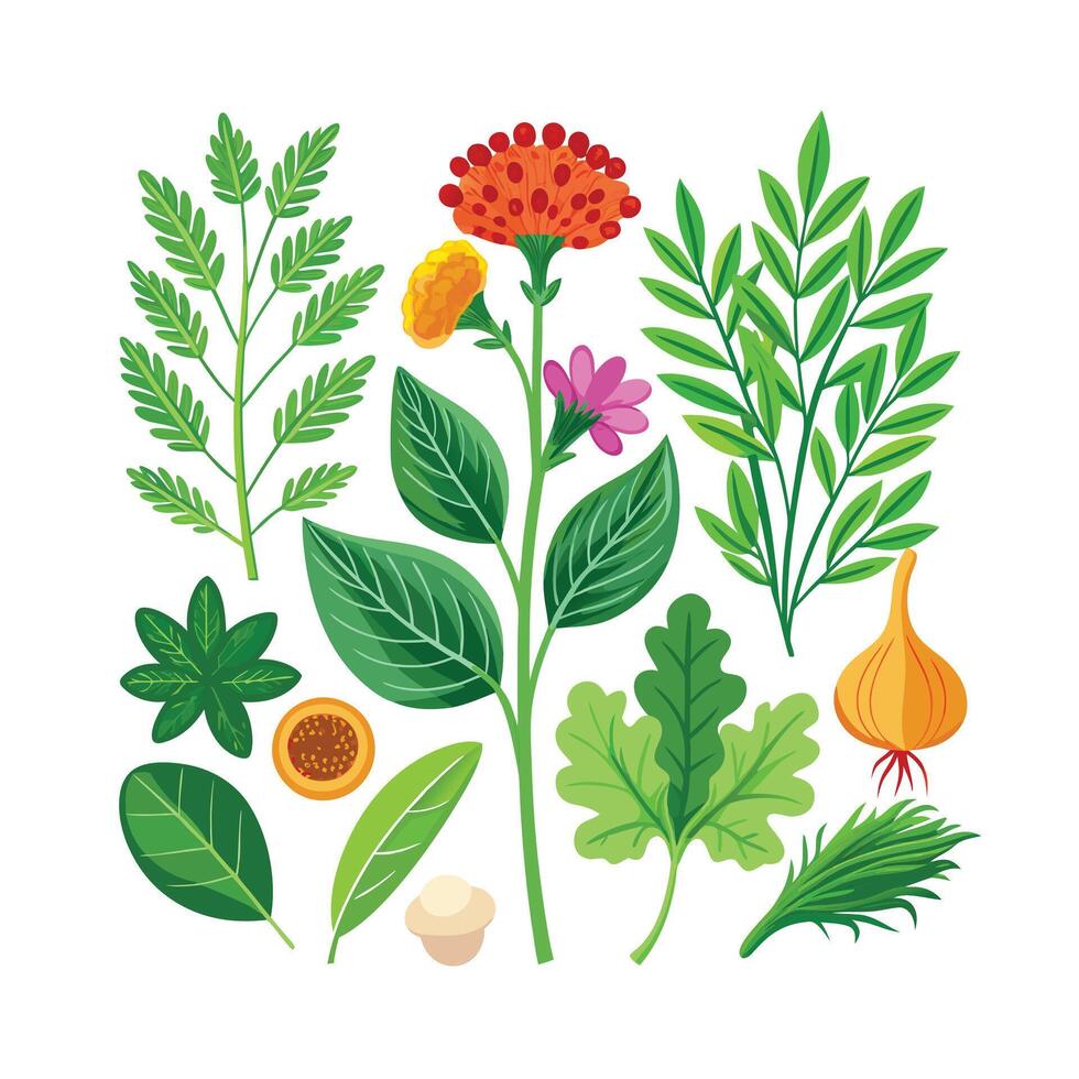 Realistic Beautiful Herbs Illustration vector