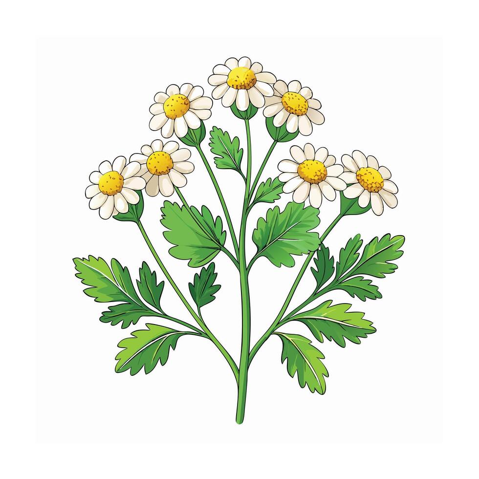 Realistic Beautiful Herbs Illustration vector