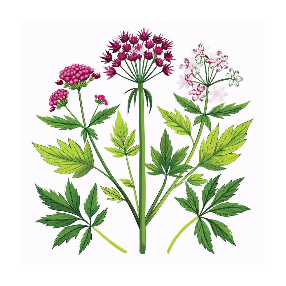 Realistic Beautiful Herbs Illustration vector
