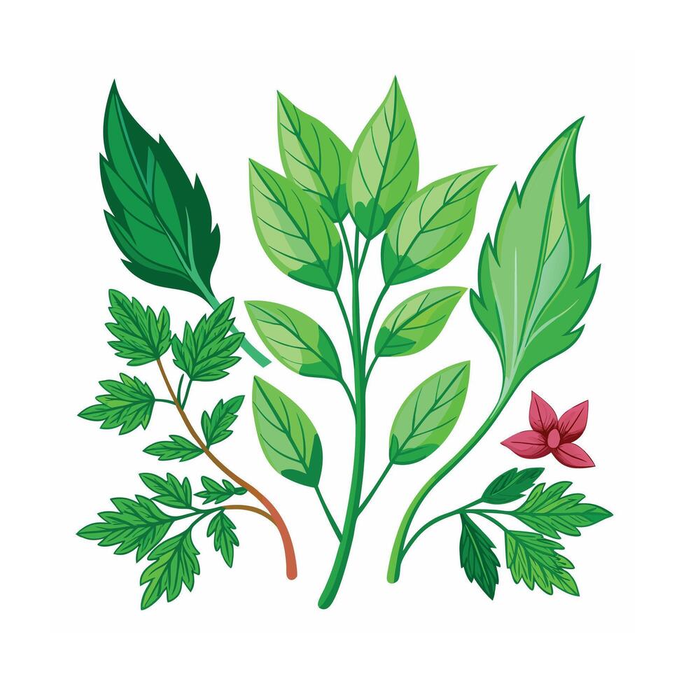 Realistic Beautiful Herbs Illustration vector