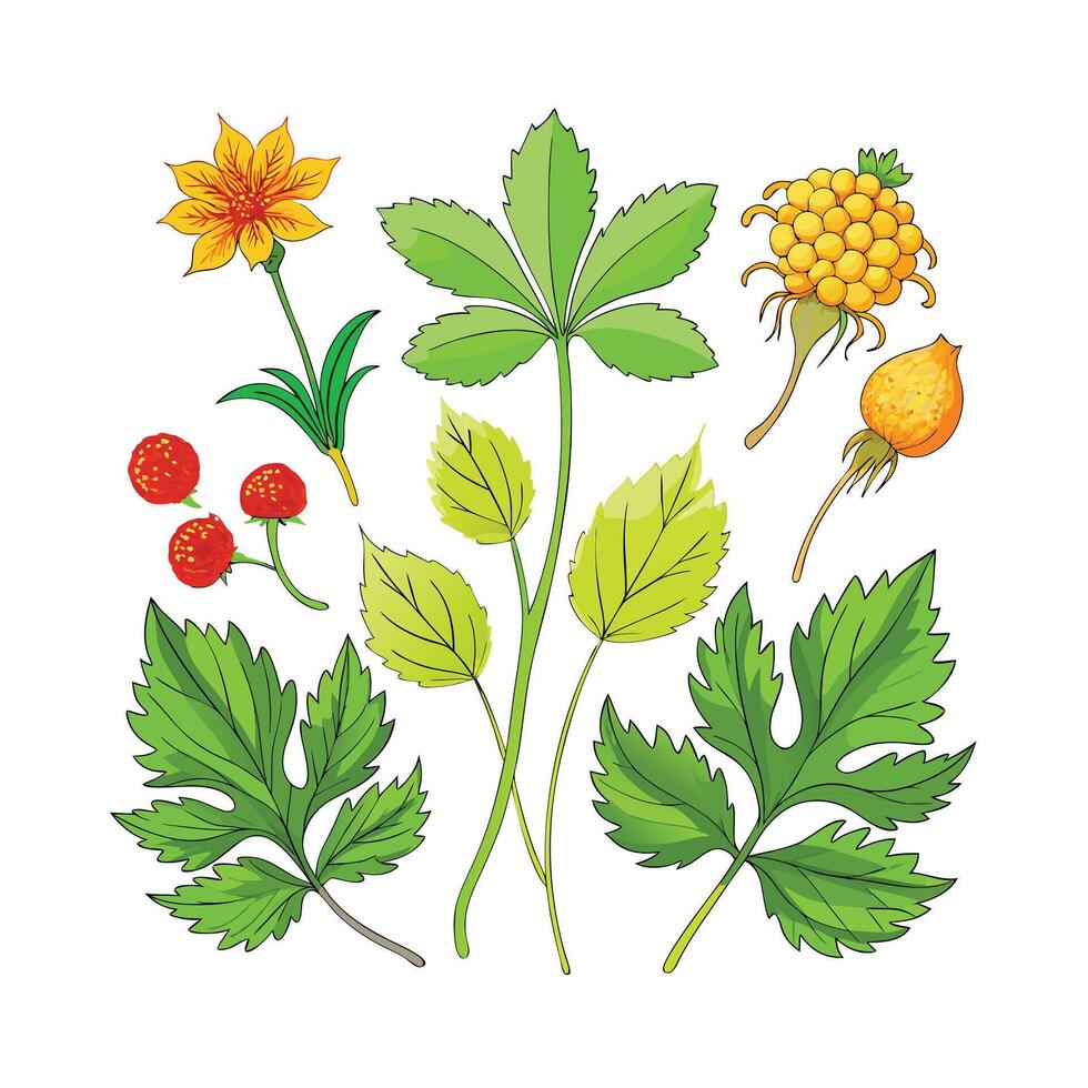 Realistic Beautiful Herbs Illustration vector