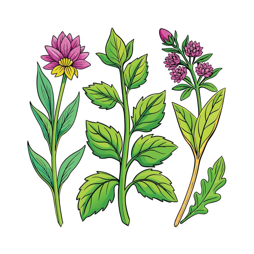 Realistic Beautiful Herbs Illustration vector