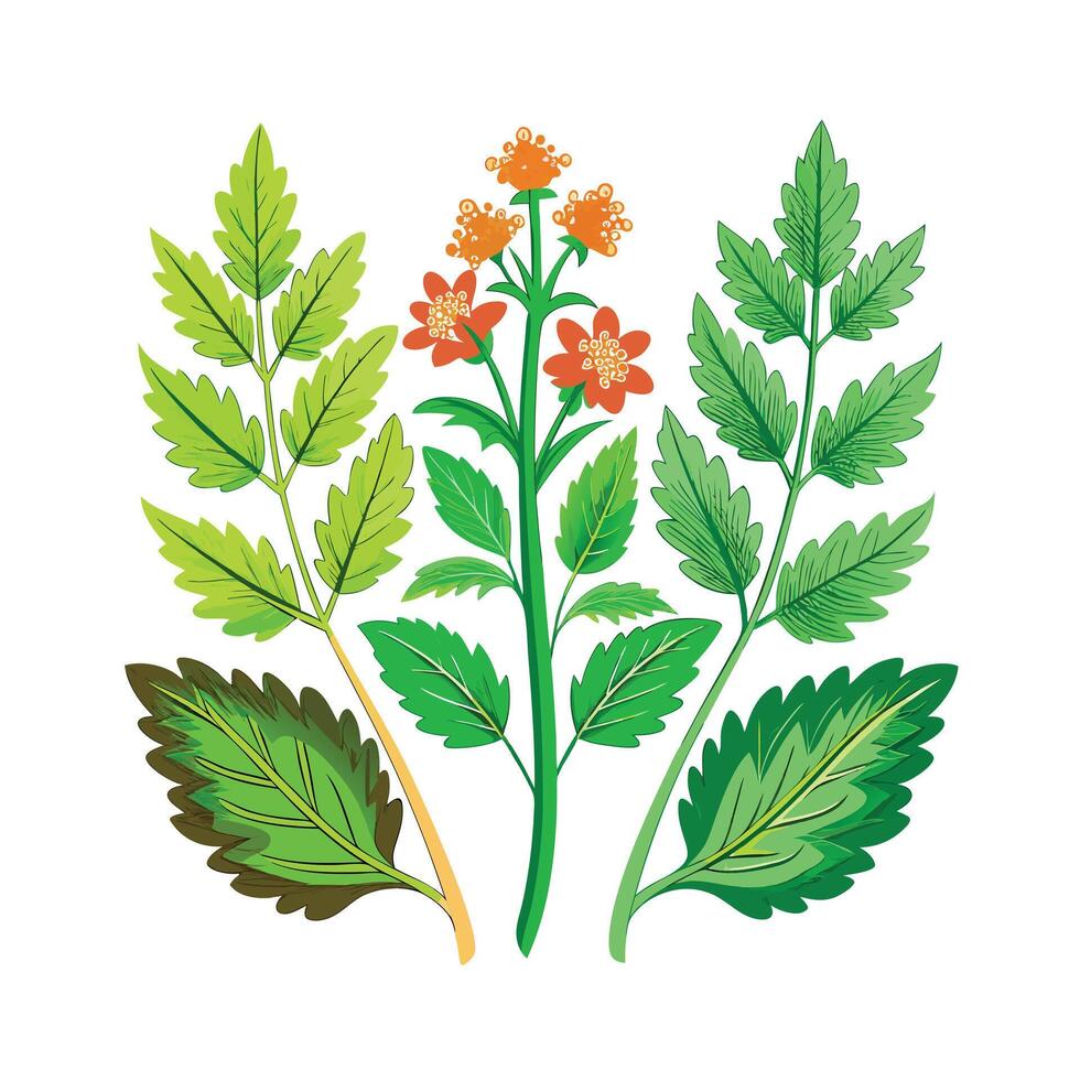 Realistic Beautiful Herbs Illustration vector