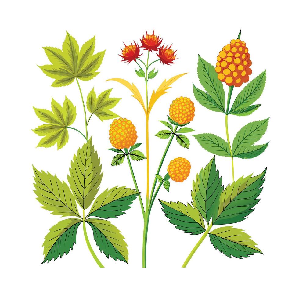 Realistic Beautiful Herbs Illustration vector
