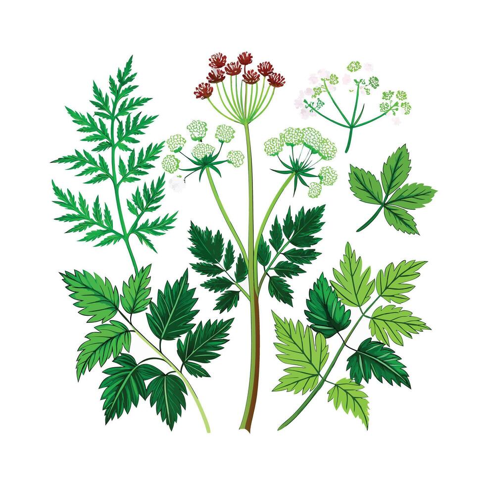 Realistic Beautiful Herbs Illustration vector