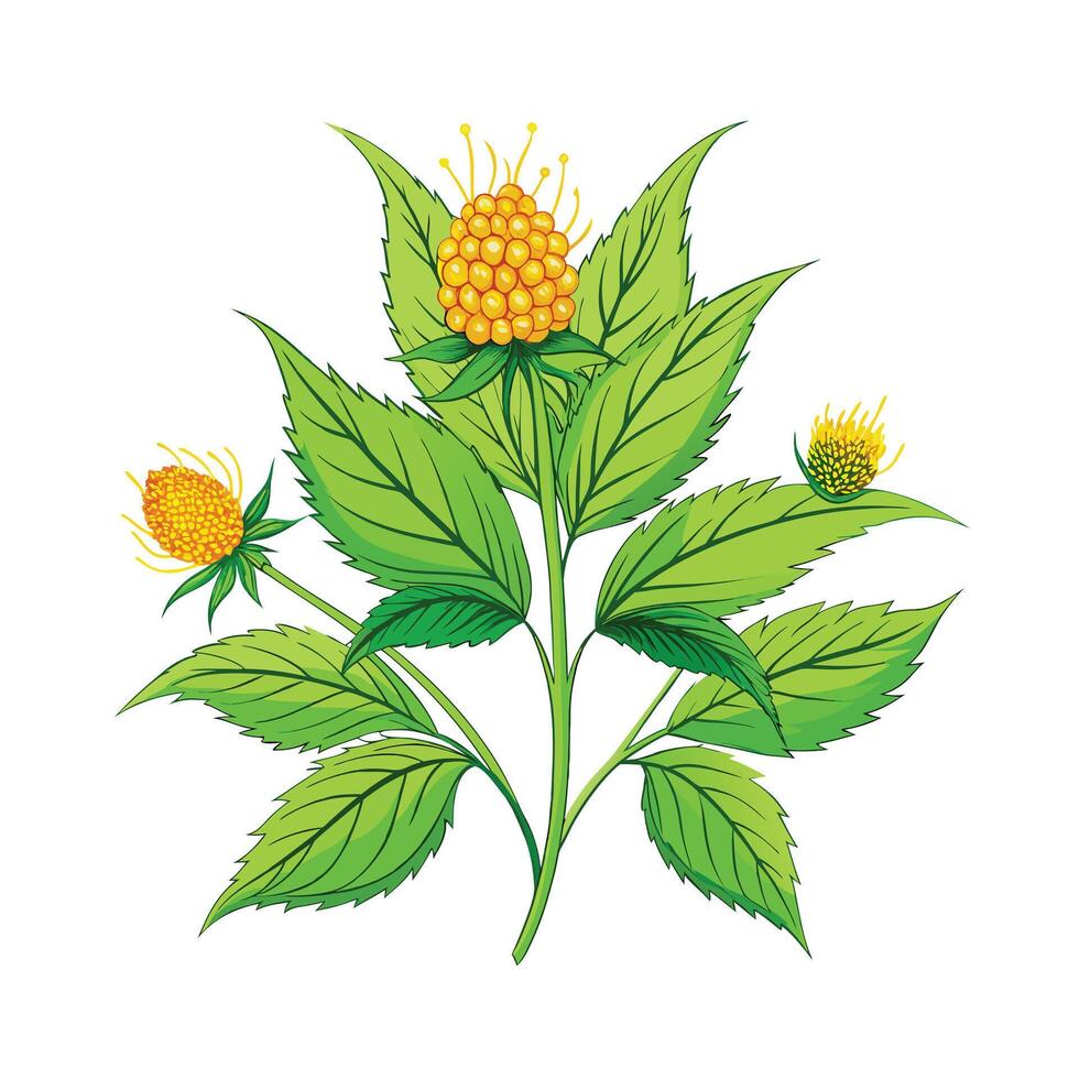 Realistic Beautiful Herbs Illustration vector