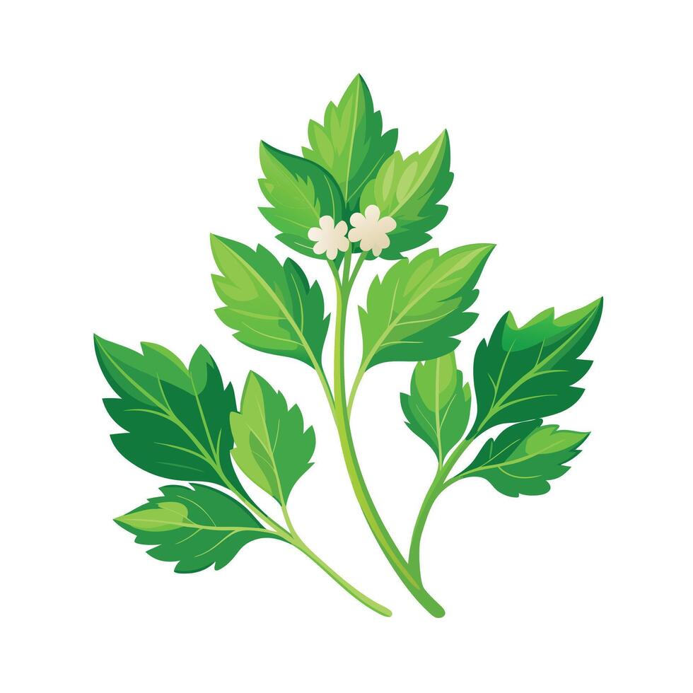 Realistic Beautiful Herbs Illustration vector