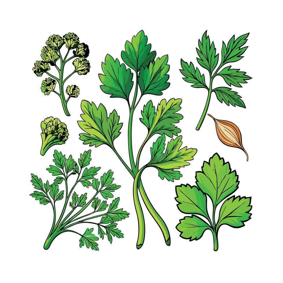 Realistic Beautiful Herbs Illustration vector