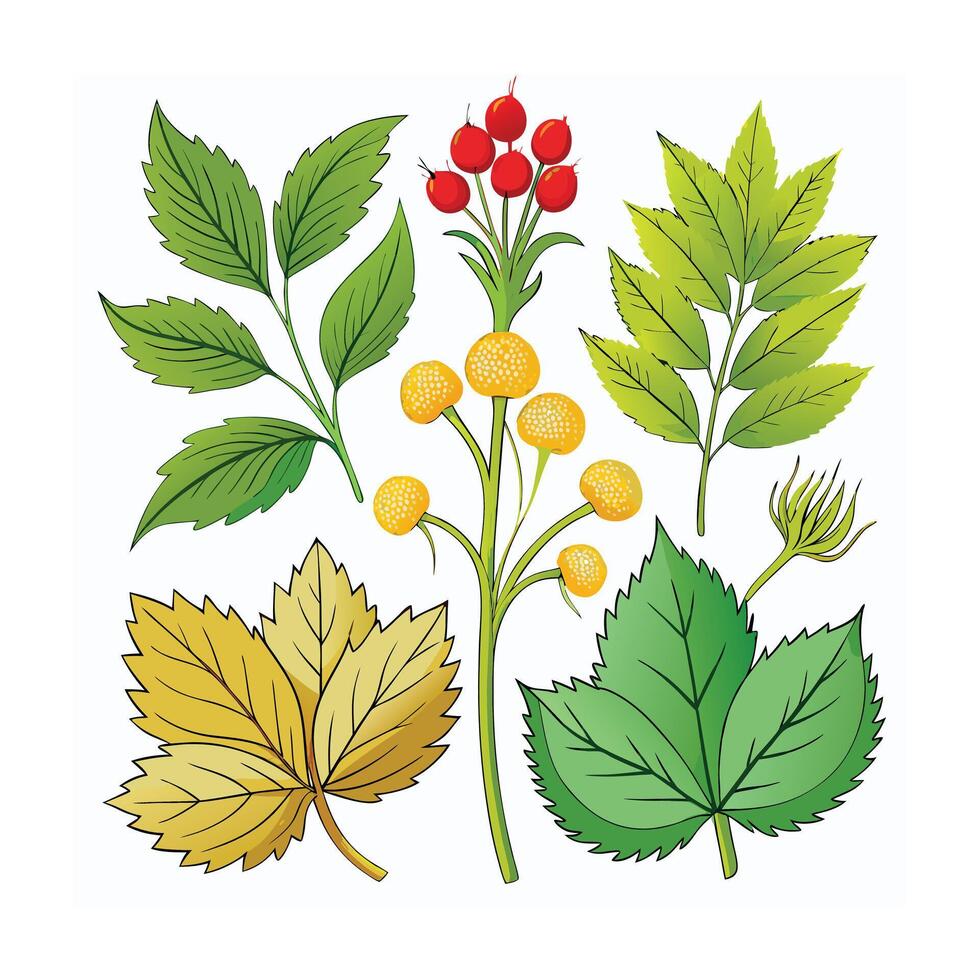 Realistic Beautiful Herbs Illustration vector