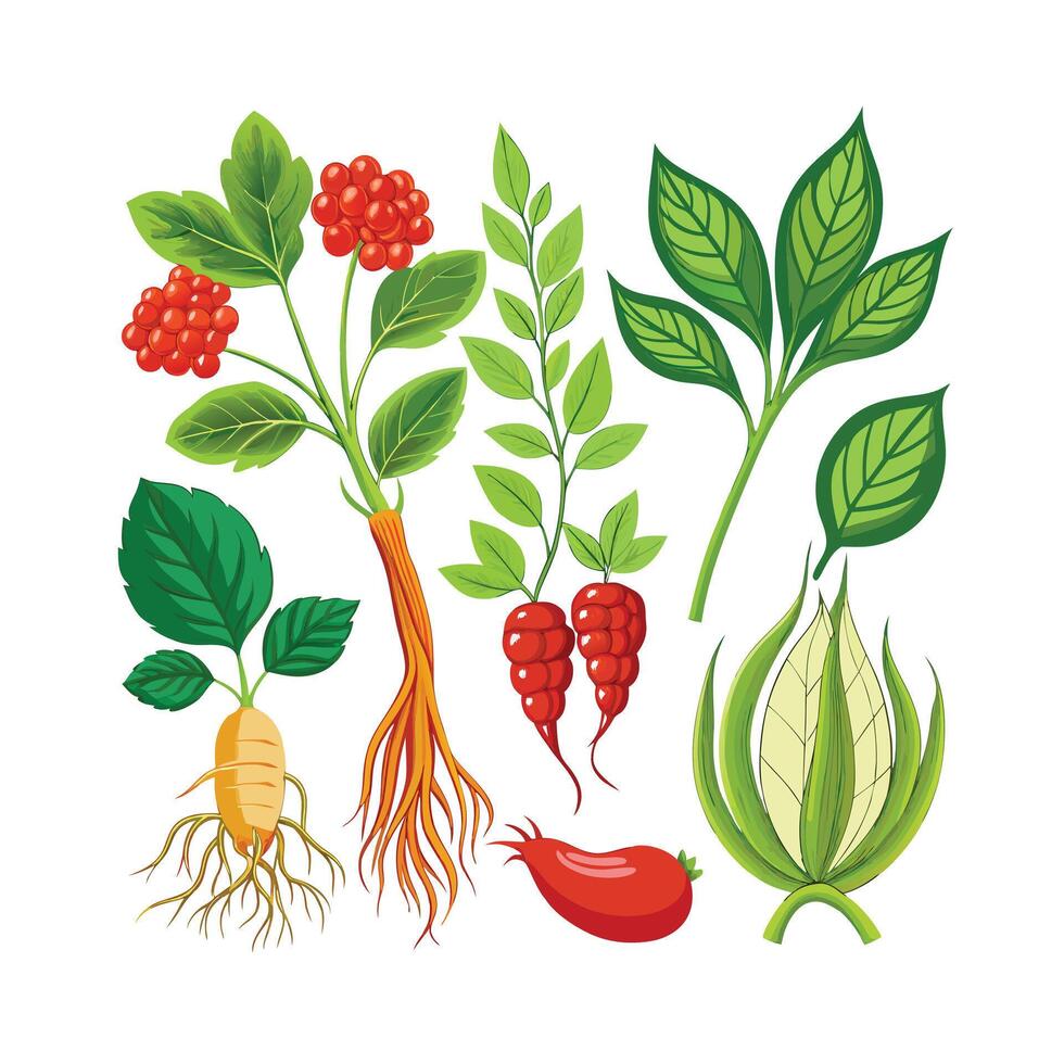 Realistic Beautiful Herbs Illustration vector