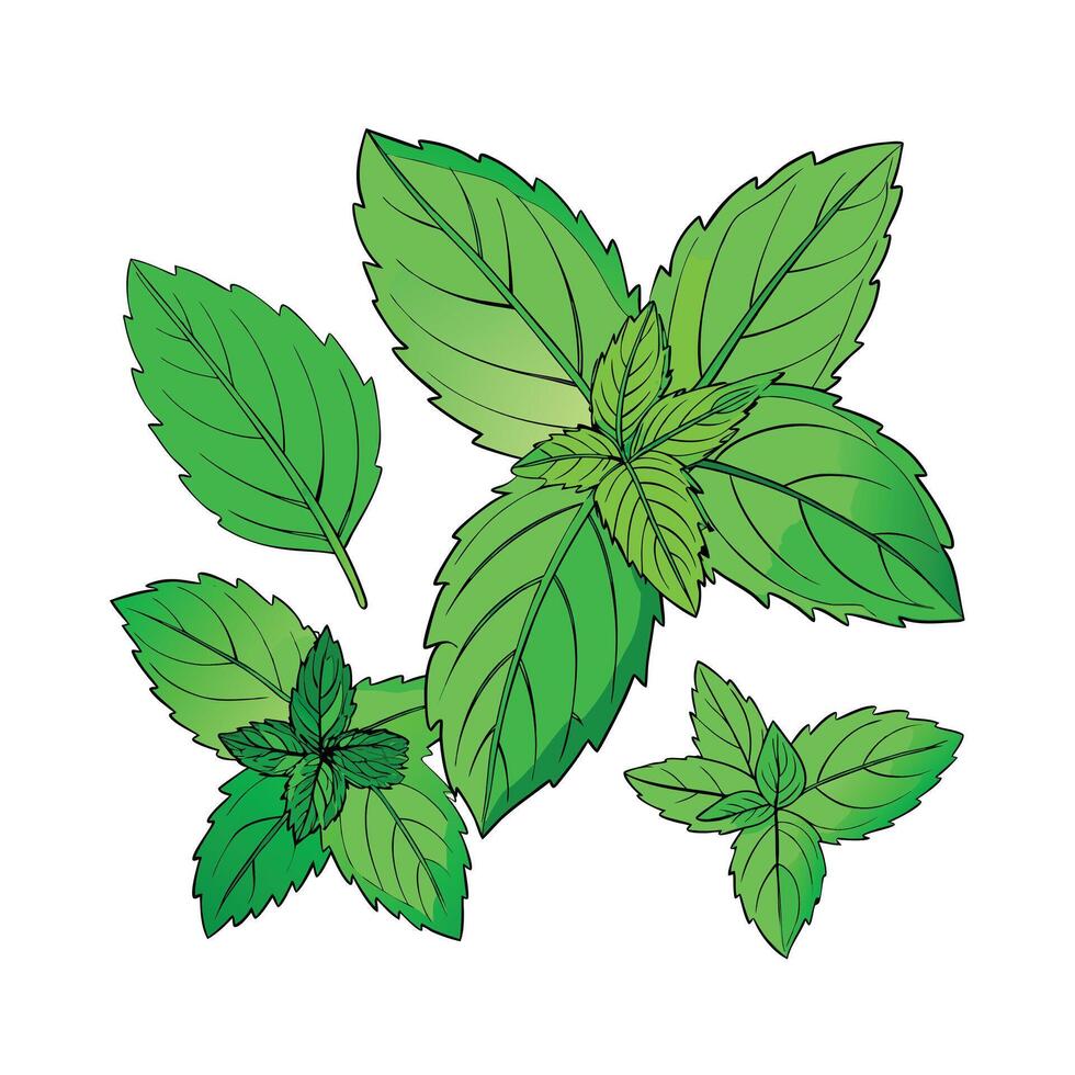 Realistic Beautiful Herbs Illustration vector