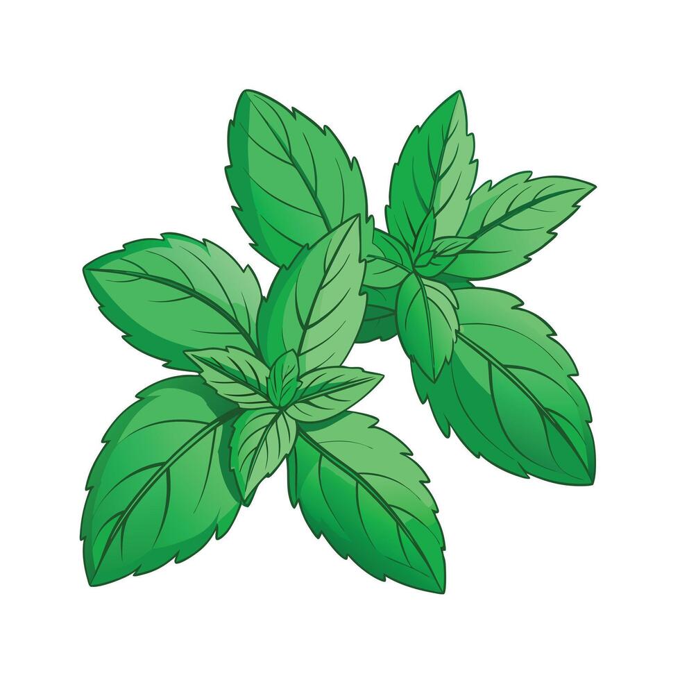 Realistic Beautiful Herbs Illustration vector