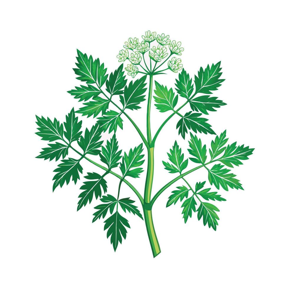 Realistic Beautiful Herbs Illustration vector