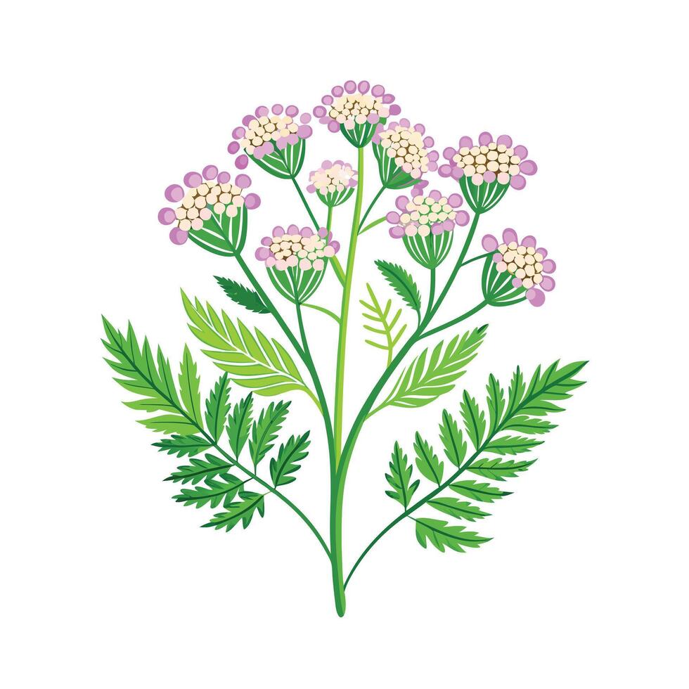 Realistic Beautiful Herbs Illustration vector