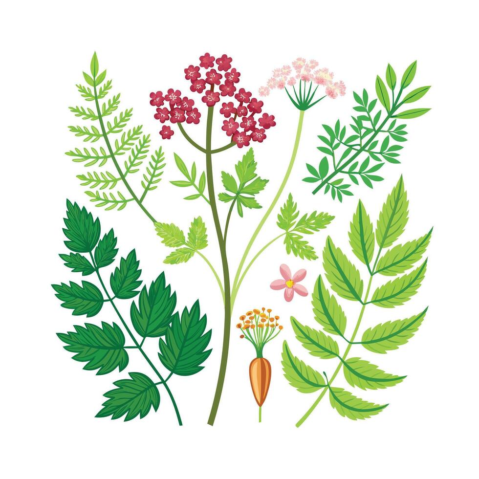 Realistic Beautiful Herbs Illustration vector