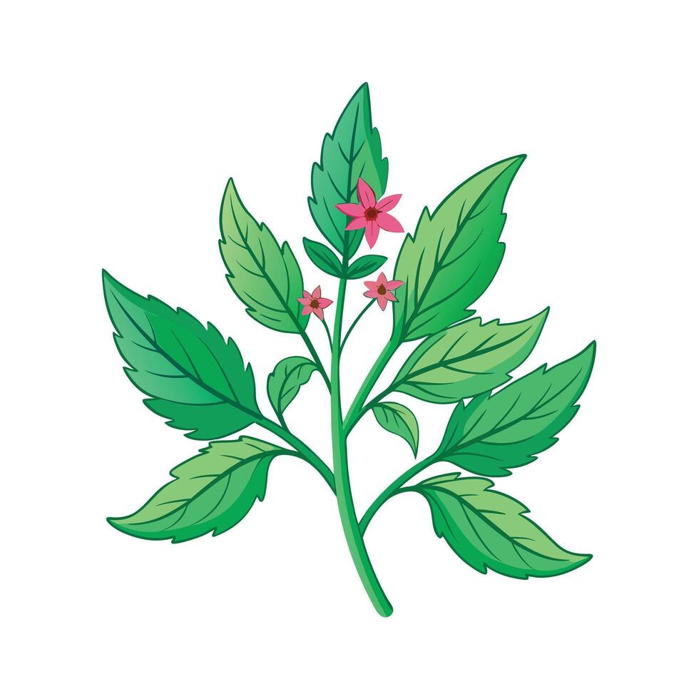 Realistic Beautiful Herbs Illustration vector