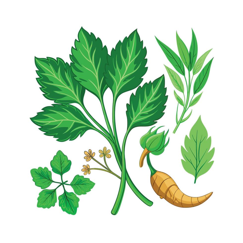Realistic Beautiful Herbs Illustration vector