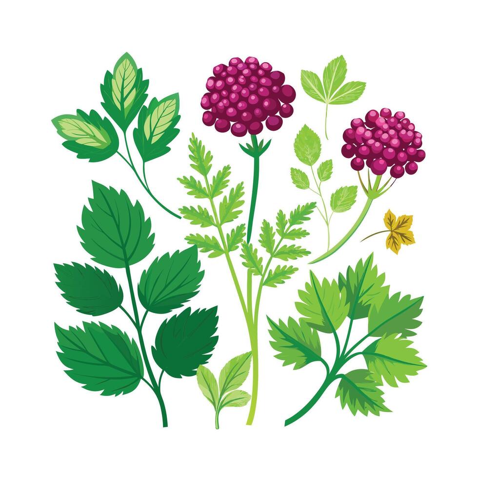 Realistic Beautiful Herbs Illustration vector