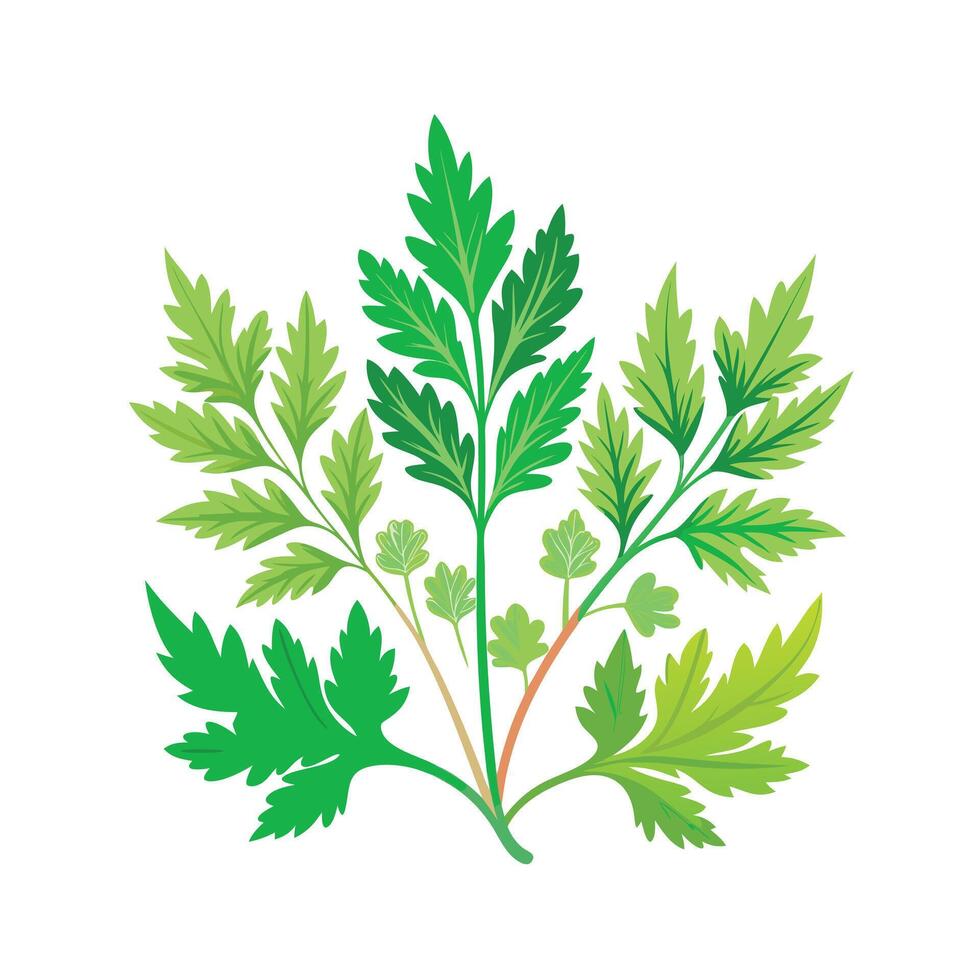 Realistic Beautiful Herbs Illustration vector