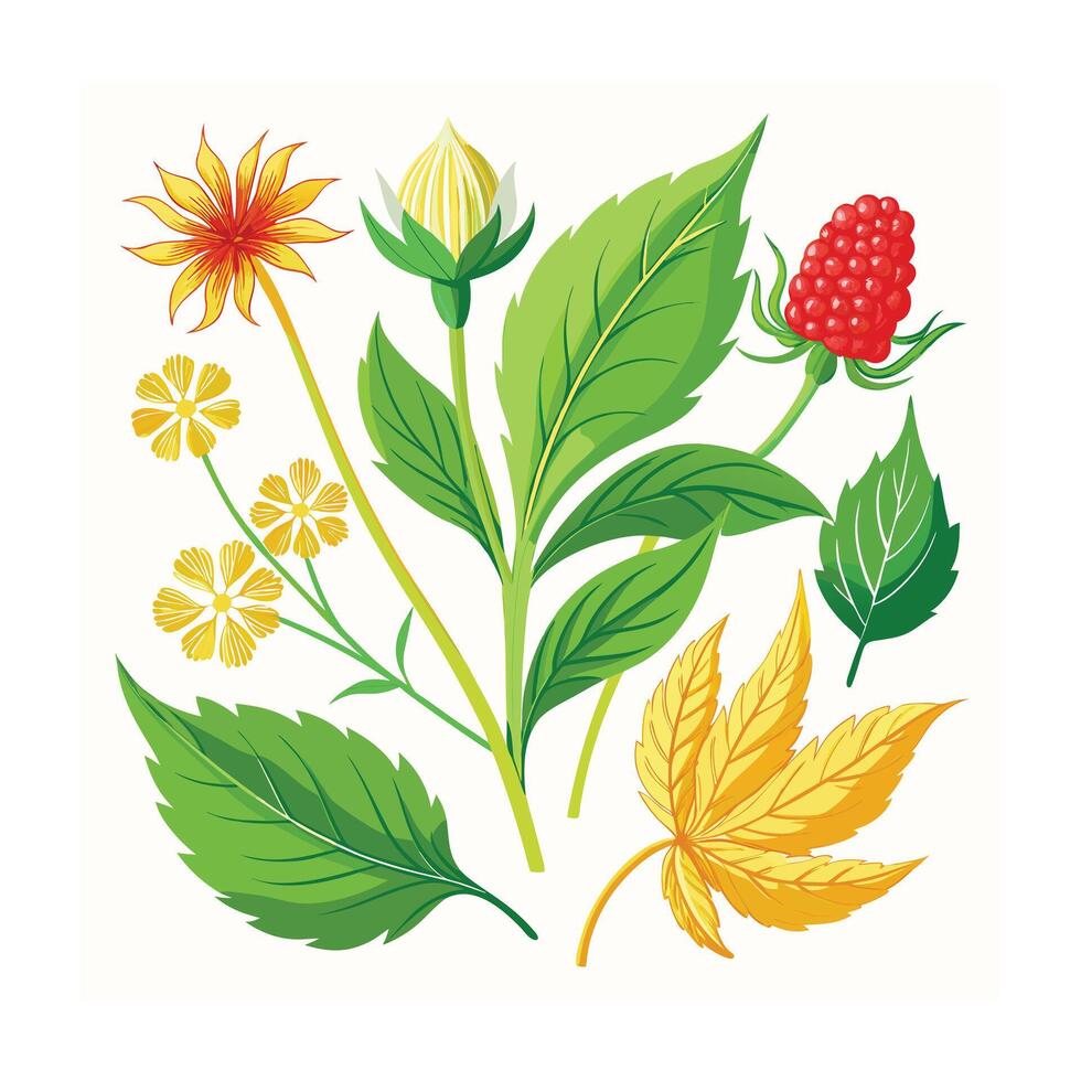 Realistic Beautiful Herbs Illustration vector