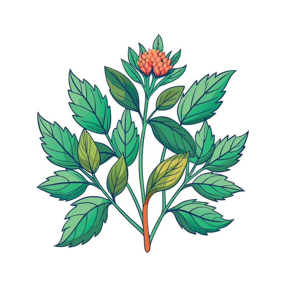 Realistic Beautiful Herbs Illustration vector