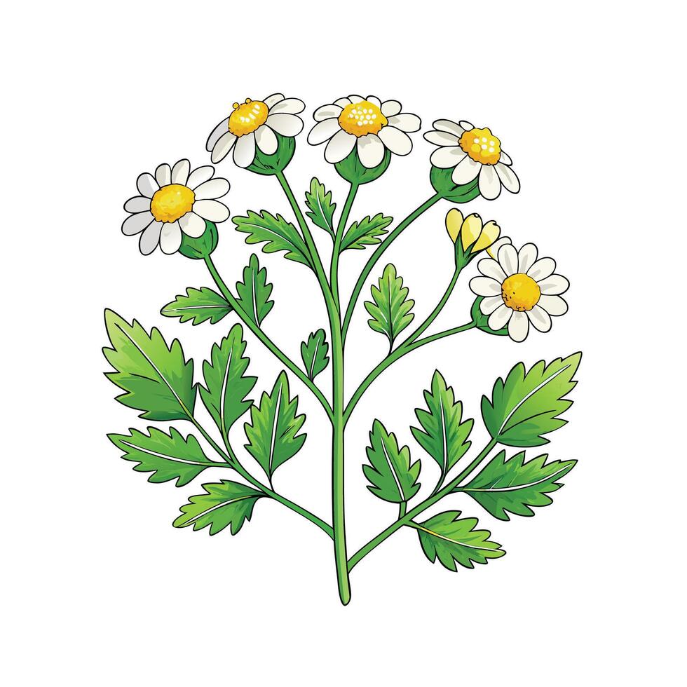 Realistic Beautiful Herbs Illustration vector