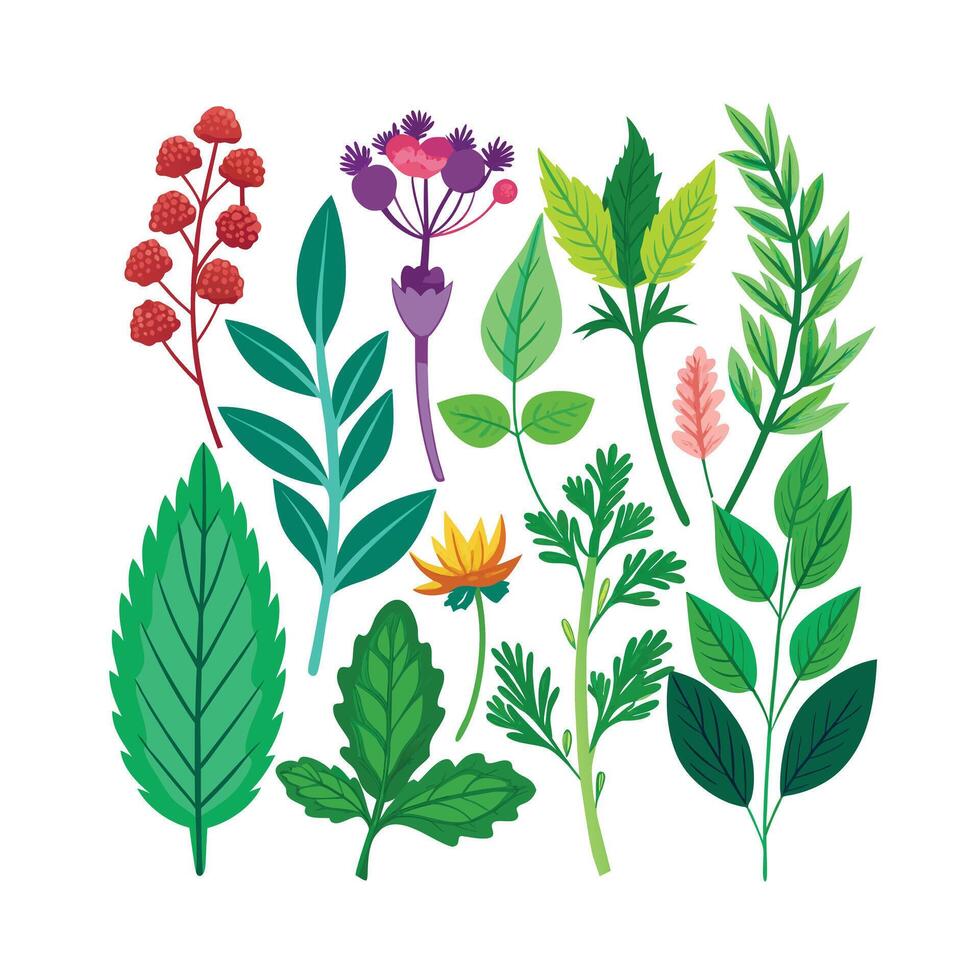 Realistic Beautiful Herbs Illustration vector
