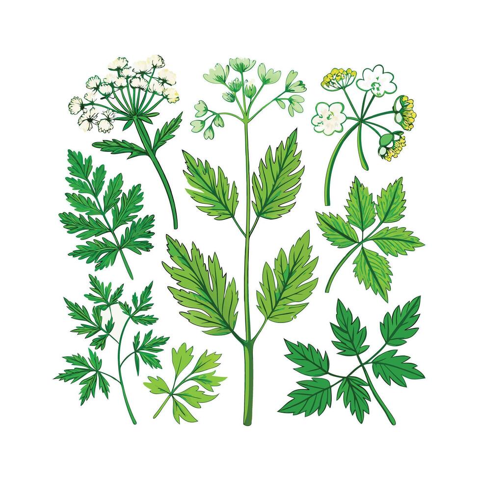 Realistic Beautiful Herbs Illustration vector