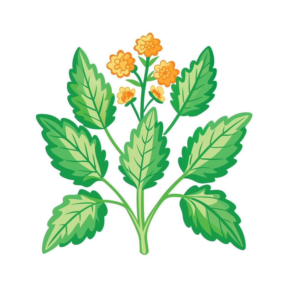 Realistic Beautiful Herbs Illustration vector