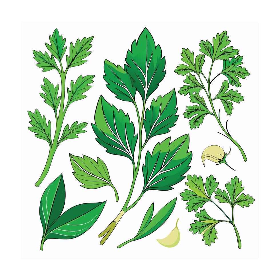 Realistic Beautiful Herbs Illustration vector