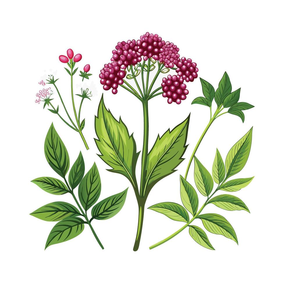 Realistic Beautiful Herbs Illustration vector