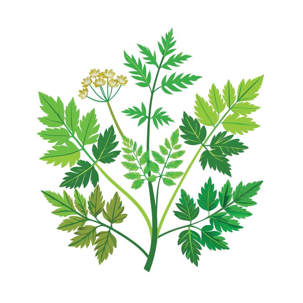 Realistic Beautiful Herbs Illustration vector
