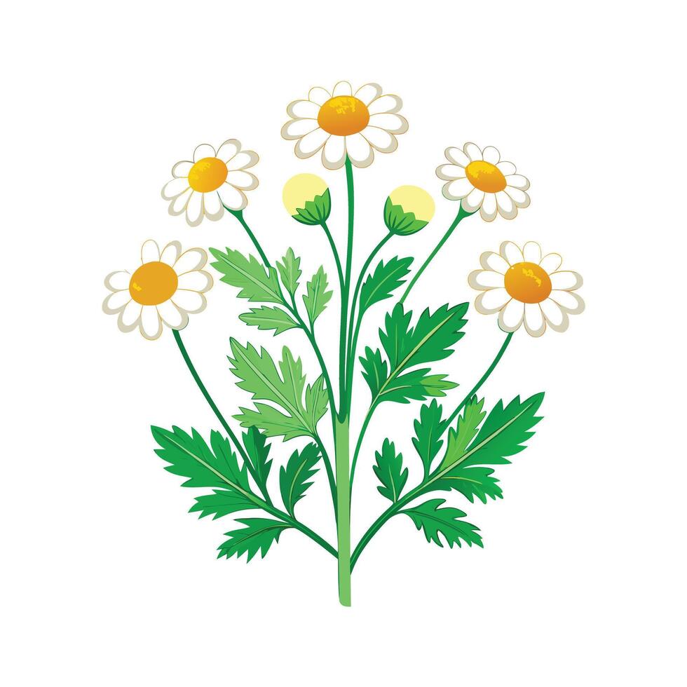Realistic Beautiful Herbs Illustration vector
