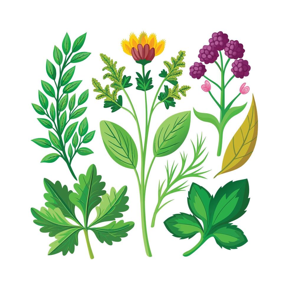 Realistic Beautiful Herbs Illustration vector