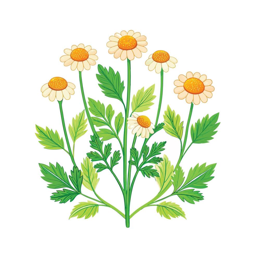 Realistic Beautiful Herbs Illustration vector