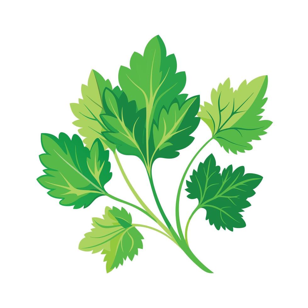 Realistic Beautiful Herbs Illustration vector