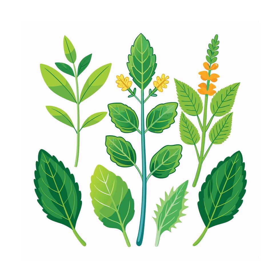 Realistic Beautiful Herbs Illustration vector