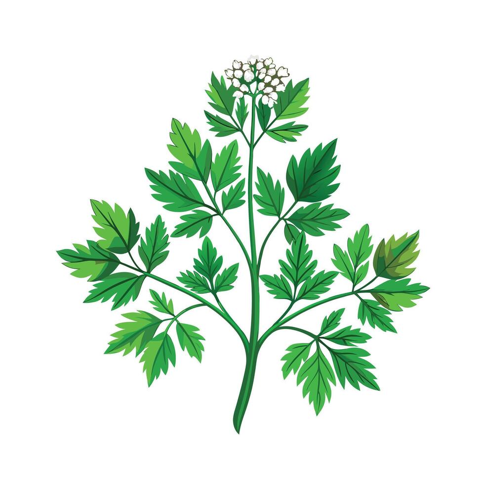 Realistic Beautiful Herbs Illustration vector