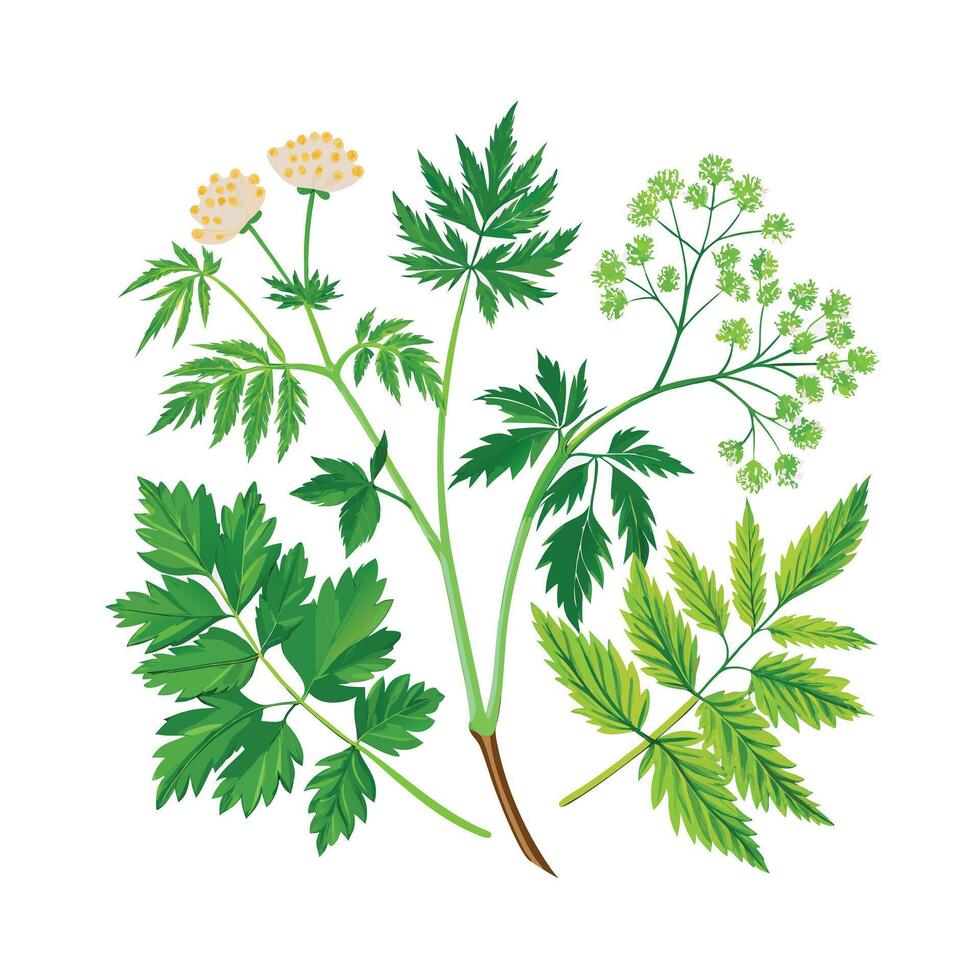 Realistic Beautiful Herbs Illustration vector