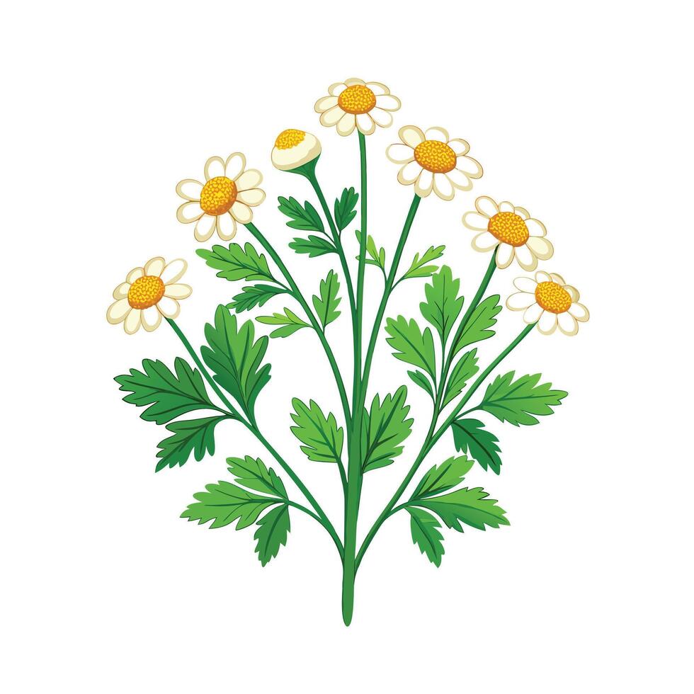 Realistic Beautiful Herbs Illustration vector