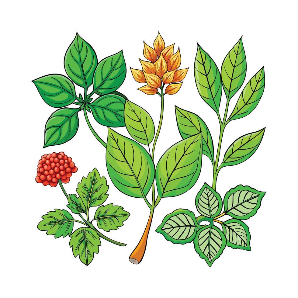 Realistic Beautiful Herbs Illustration vector