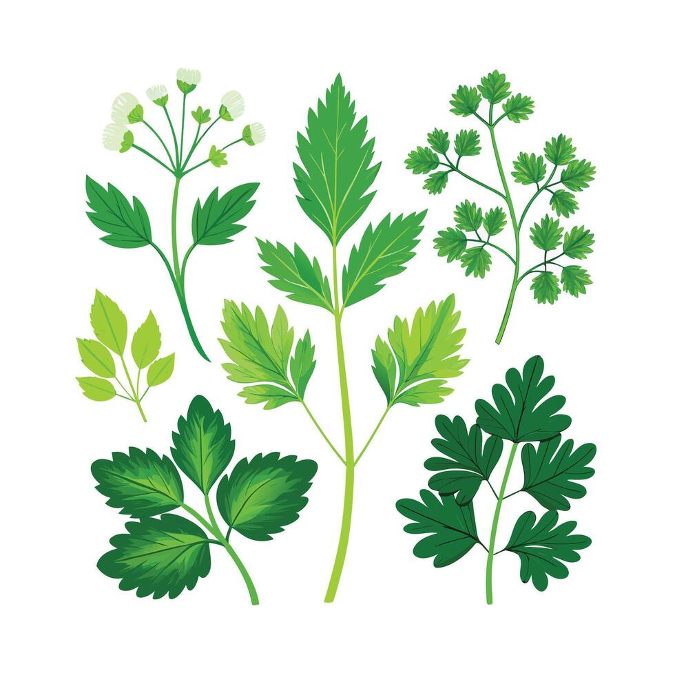 Realistic Beautiful Herbs Illustration vector