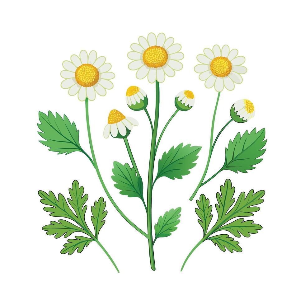 Realistic Beautiful Herbs Illustration vector