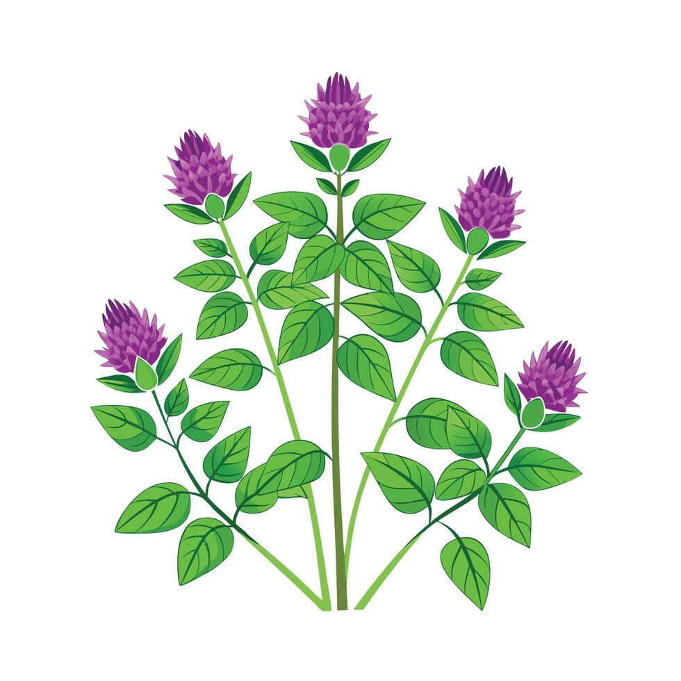 Realistic Beautiful Herbs Illustration vector