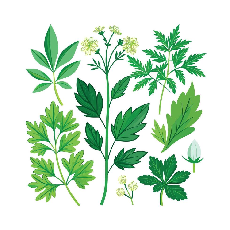 Realistic Beautiful Herbs Illustration vector