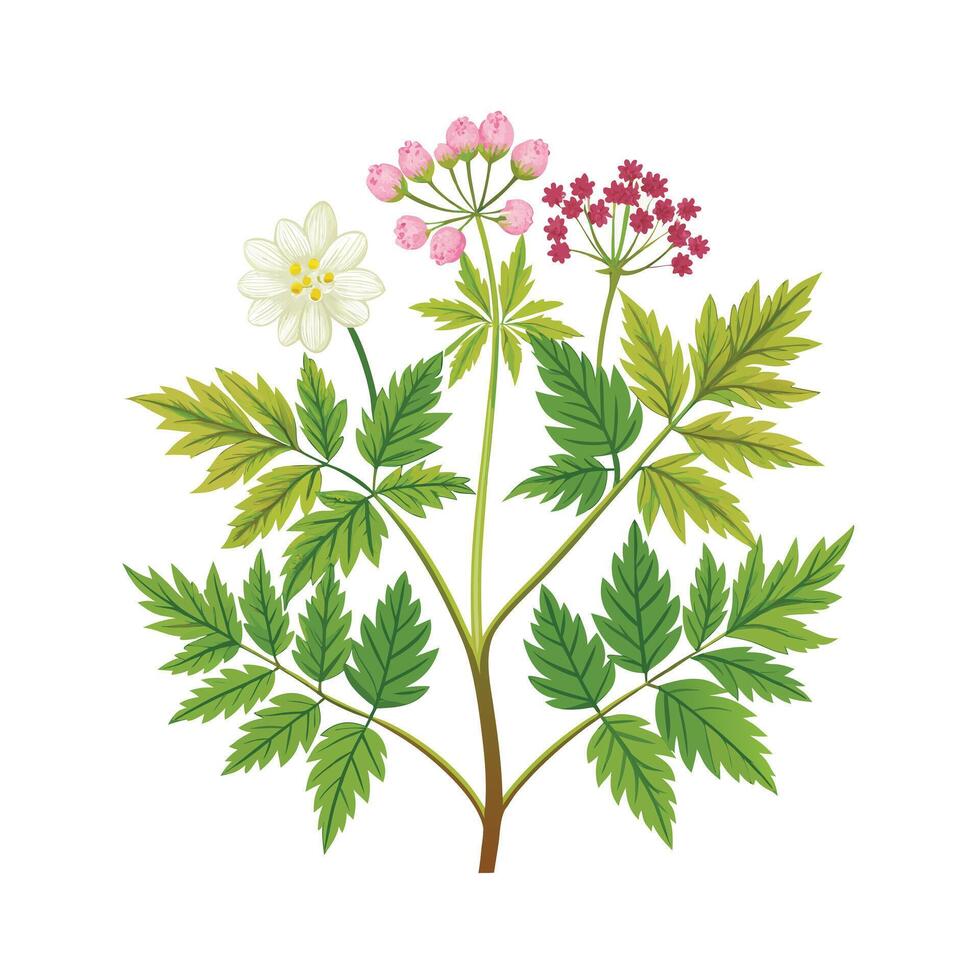 Realistic Beautiful Herbs Illustration vector