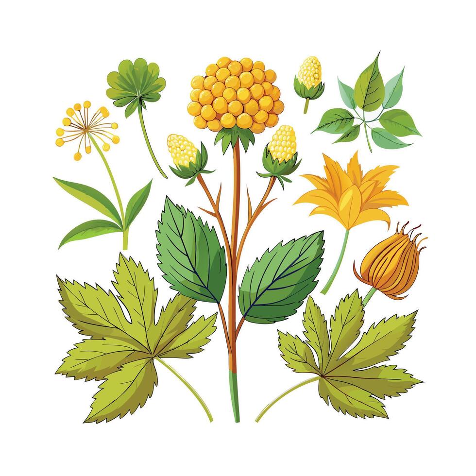 Realistic Beautiful Herbs Illustration vector