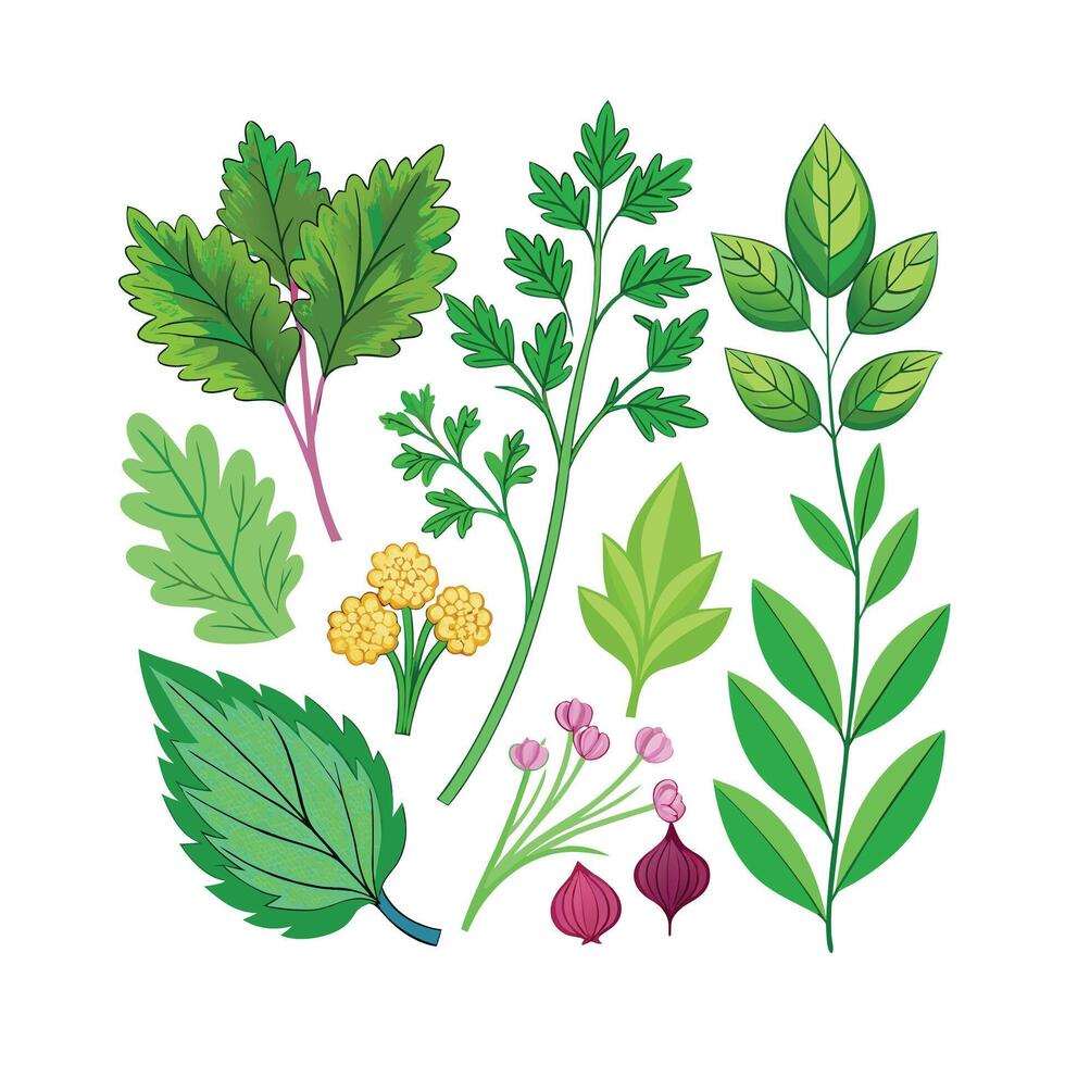 Realistic Beautiful Herbs Illustration vector